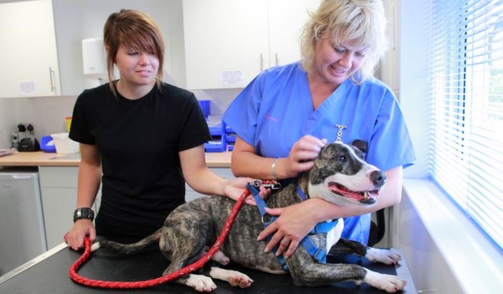Pet owners urged to get dogs microchipped The Exeter Daily